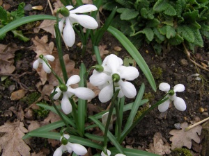 Galanthus rizehensis 'Margaret Billington'